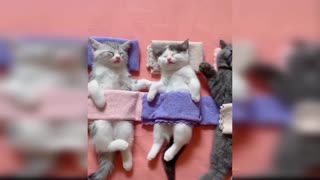 Baby cat very funny video of cute baby cat
