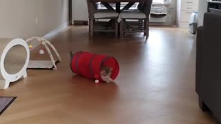 Cat has fun playing the "tunnel" game