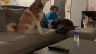 What it sounds like when huskies have an argument