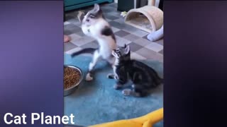 Cat videos, kitten| funny videos