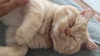 Extremely cute cat loves getting quality time with owner