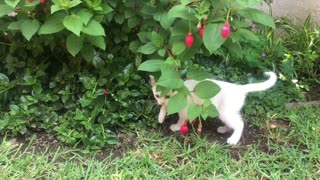 A White cat Playing With a Flowering Plant.