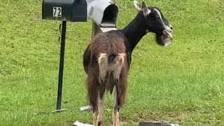 Goat Munches on Mail