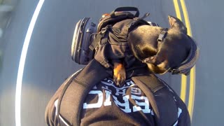 Fearless pup goes for motorcycle ride on back of owner