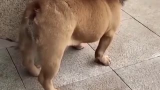 Funny DOG dressed like lion