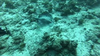 Diver throws underwater bubble rings around Sting ray