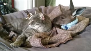 Adorable Cat and Kangaroo Sleeping Together