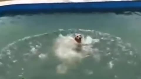 Dog trying water slide😂🤣🤣 | cute dog- cute and funny dogs | cute dogs | shorts