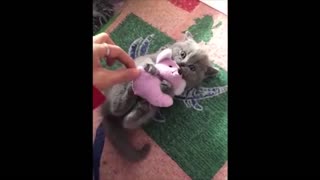 Cute reactions of cats 😍
