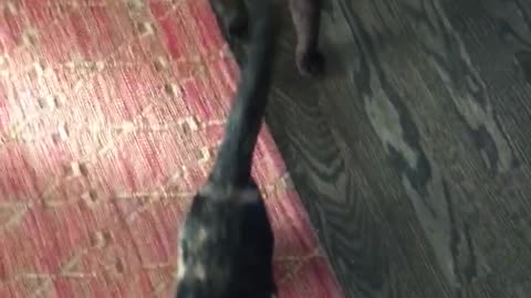 Kitten gets too excited and tips over for a treat