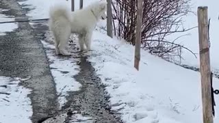 Excited Doggo Leaps Like a Kangaroo into Snow
