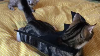Kitten bravely fights mighty dragon