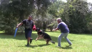 DOG TRAINING FUNDAMENTALS - How to start training a protection dog