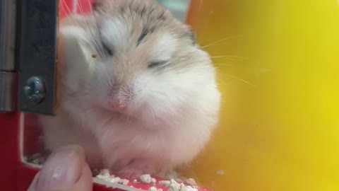 Hamster funny moment