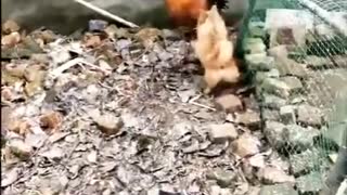Fight Between Dog vs Chicken