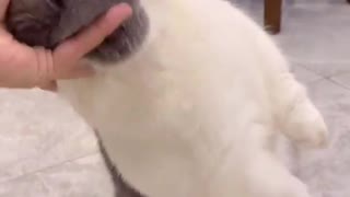 Petting cat