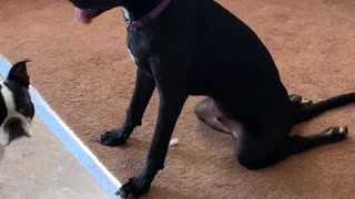 Dog has a Silly Way of Sitting