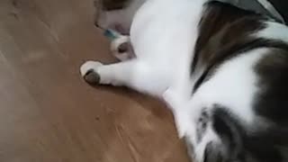 Lovely Cats Fighting