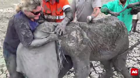 baby elephant rescued from mud