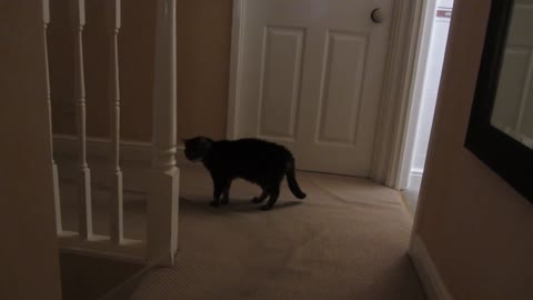 My deaf cat doesn't realise how loud she is