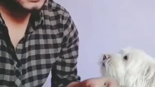 Cute dog help his owner to count money