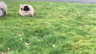 Slow Motion Pekingese Puppy
