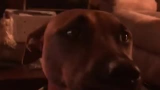 Extremely vocal doggy chats it up with her owner