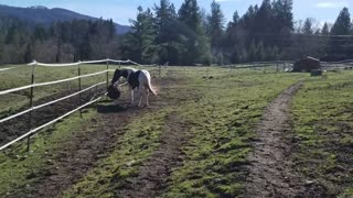 Horse Throws Tantrum Over Lost Ball