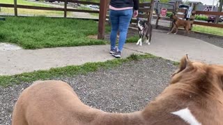 German Shepherd Attacks Pitbull Off Leash Dog