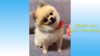 Adorable Pets And Hilarious Animals Compilation