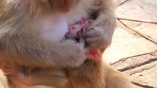 Monkey Mam Taking Care Of Her Baby