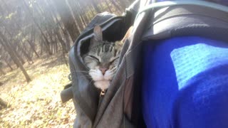 This 20-year-old cat absolutely loves to go hiking