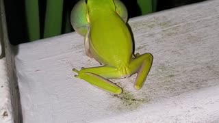 Frog on Handrail Makes a Ruckus