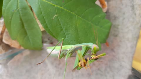 Mantis having some lunch