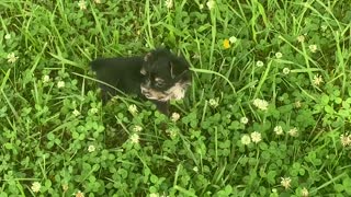 Bubbles discovers the clover jungle