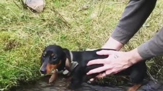 Dachshund air-swims when held above water