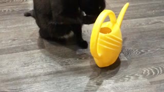 the cat is drinking water