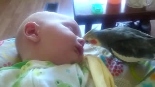 Cockatiel sings to CUTEST little baby!