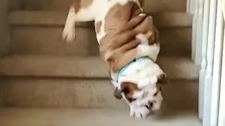 Eager Bulldog Takes a Tumble