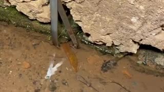 Creativity is next level in catching fish.best technique