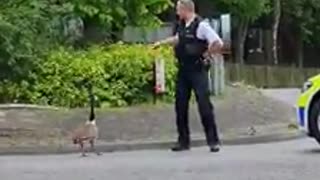 Police safely escort geese across a busy road