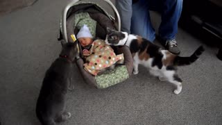 Cats Meet Babies Funny Reactions [NEW] Compilation