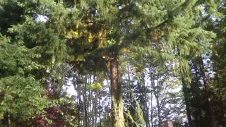 Taking down a Tree