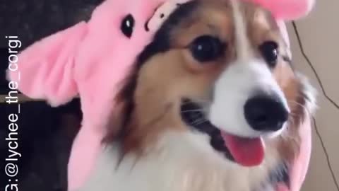 Cute dog play game with the following