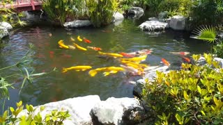 COLORFUL FISH IN JAPANESE GARDEN