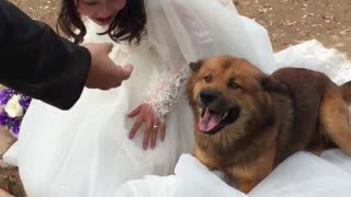 Dog Really Loves the Wedding Dress