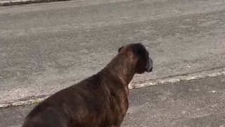 Dog Enjoys Her Daily Ice Cream Delivery