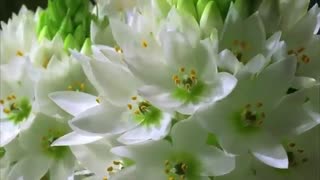 Beautiful Flower Nature Beautiful Video