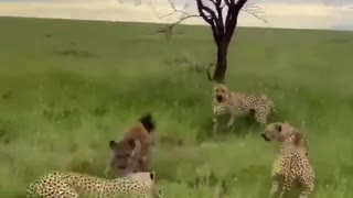 Hyena steals leopards dinner