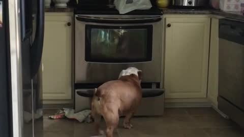 Gerald the bulldog steals groceries
